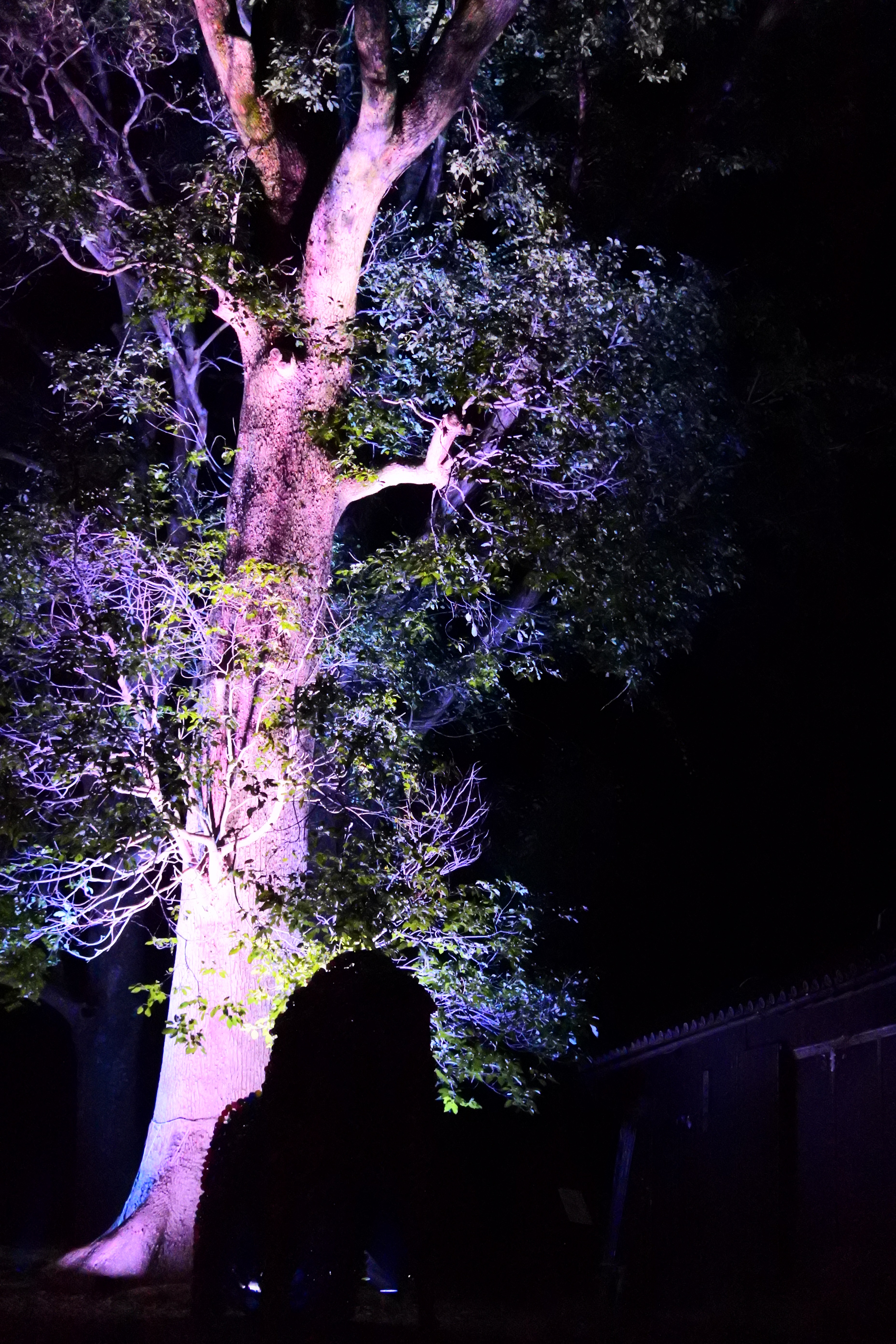 ライトアップされた作品4