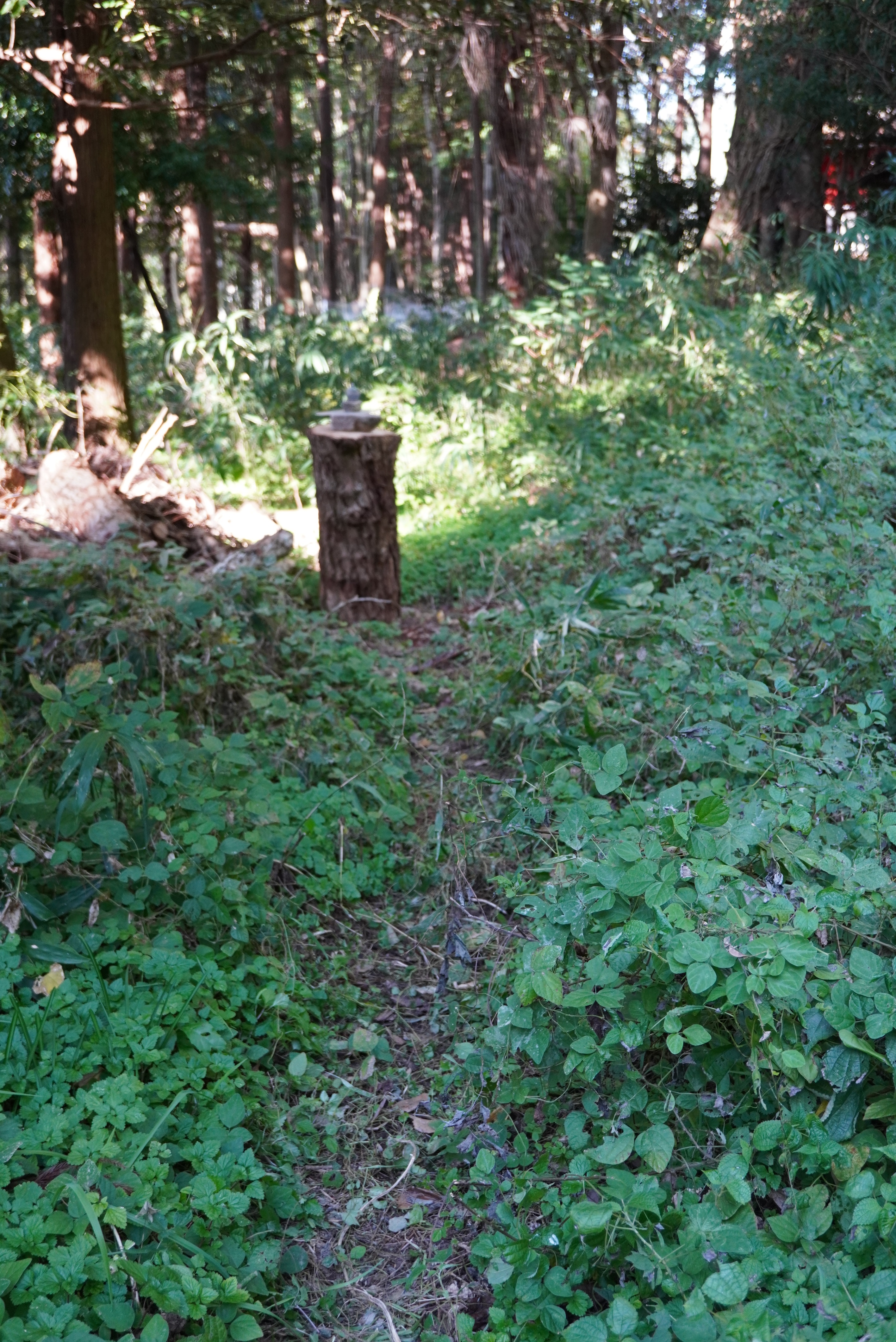 Kyuichi Satoさんの作品12