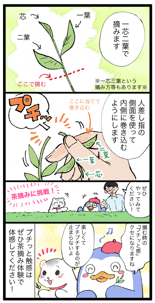 茶葉の摘み方についての4コマ漫画