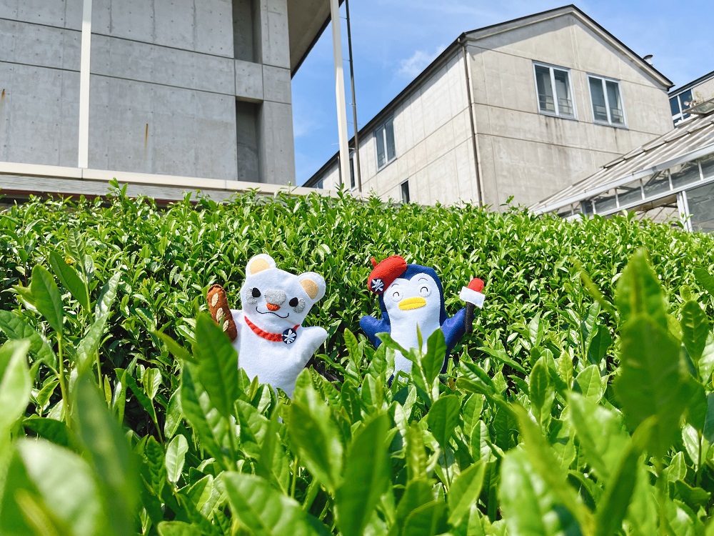 茶畑の中のゆこ＆なーこの写真