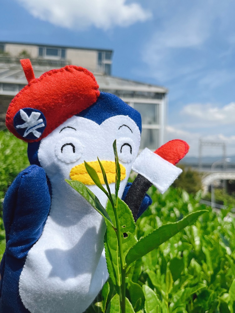 茶畑の中のなーこの写真