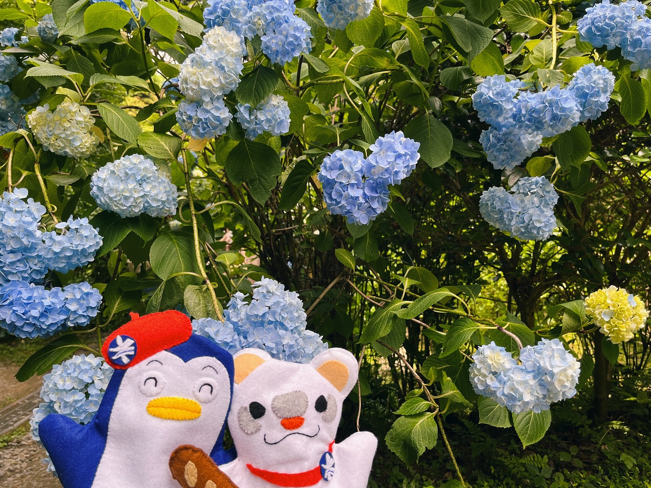「ゆこ＆なーこ」と青い紫陽花の写真