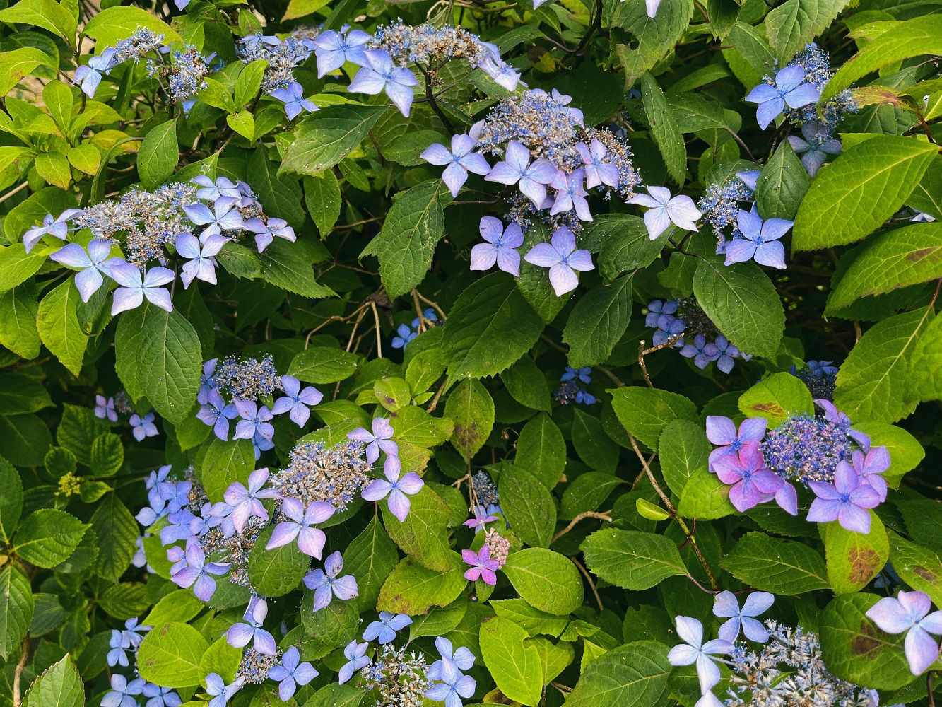 紫色の紫陽花の写真