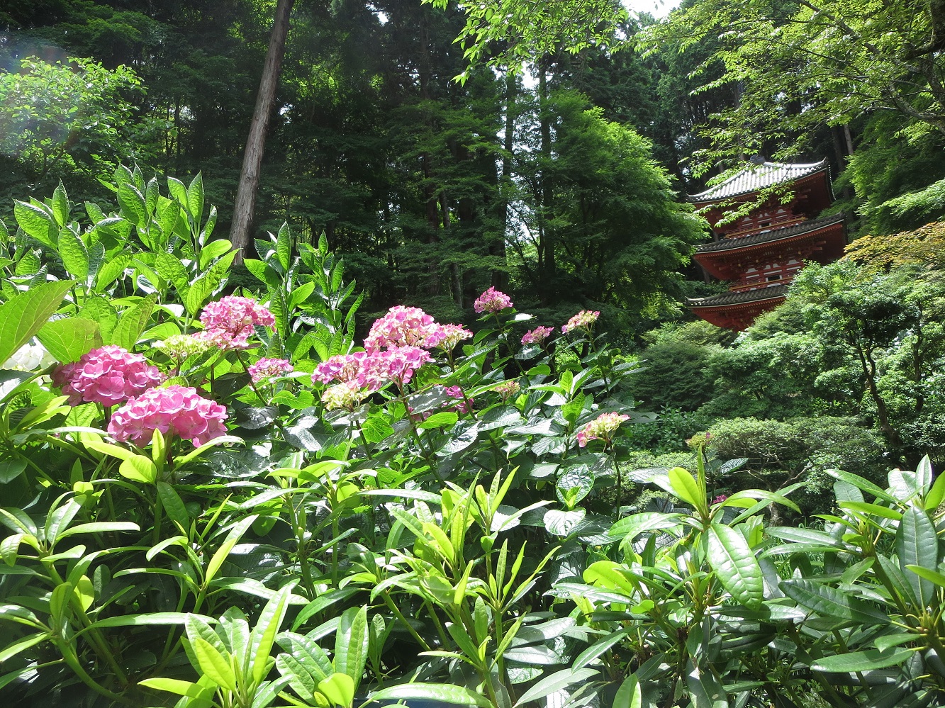 ピンク色の紫陽花の写真