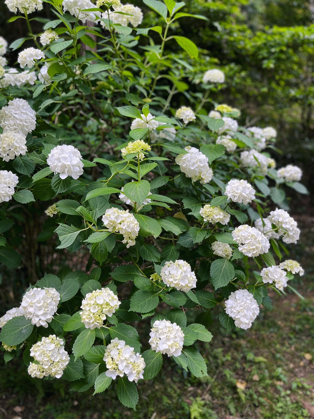 白い紫陽花の写真
