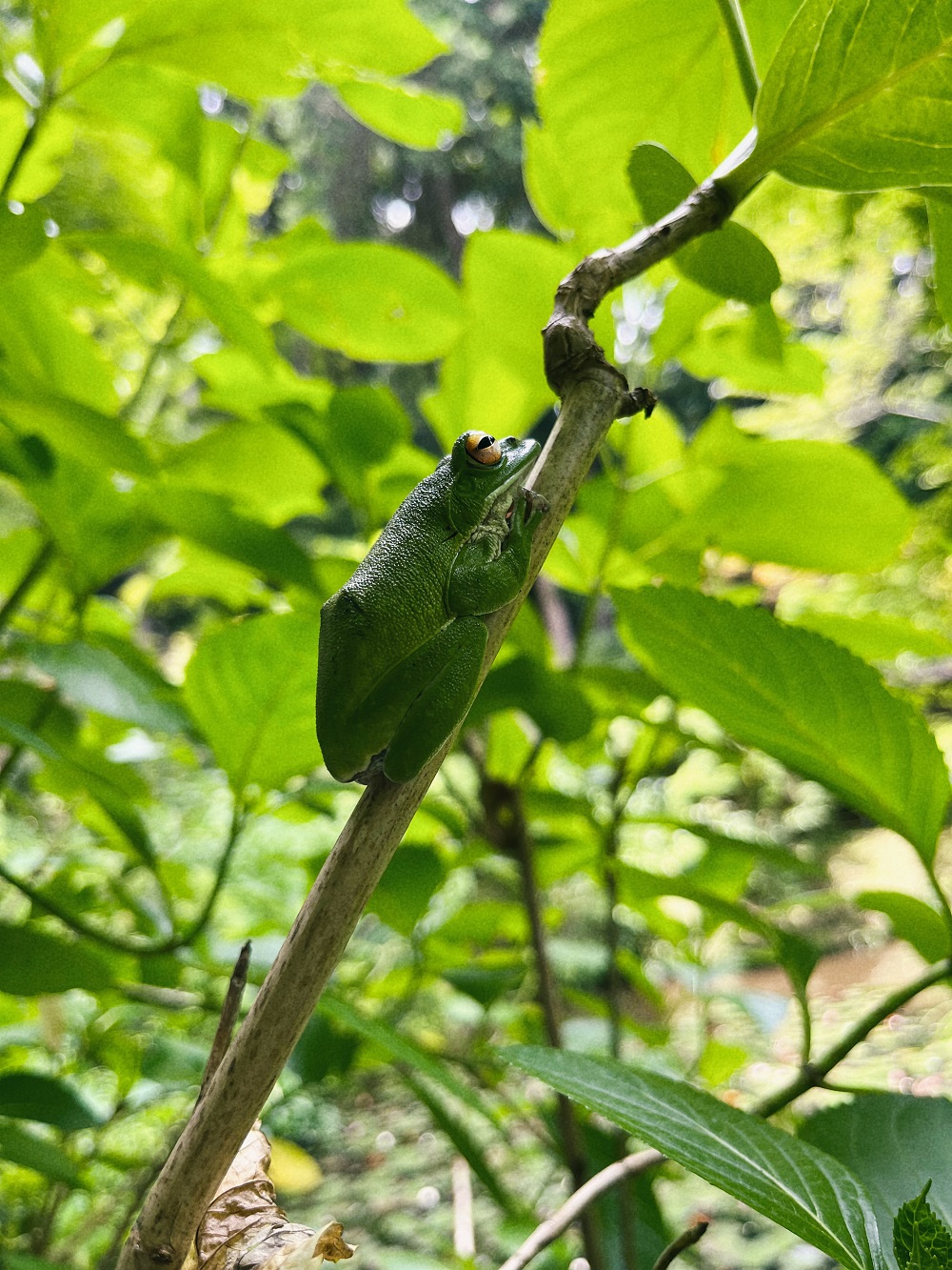 枝に止まっている蛙の写真