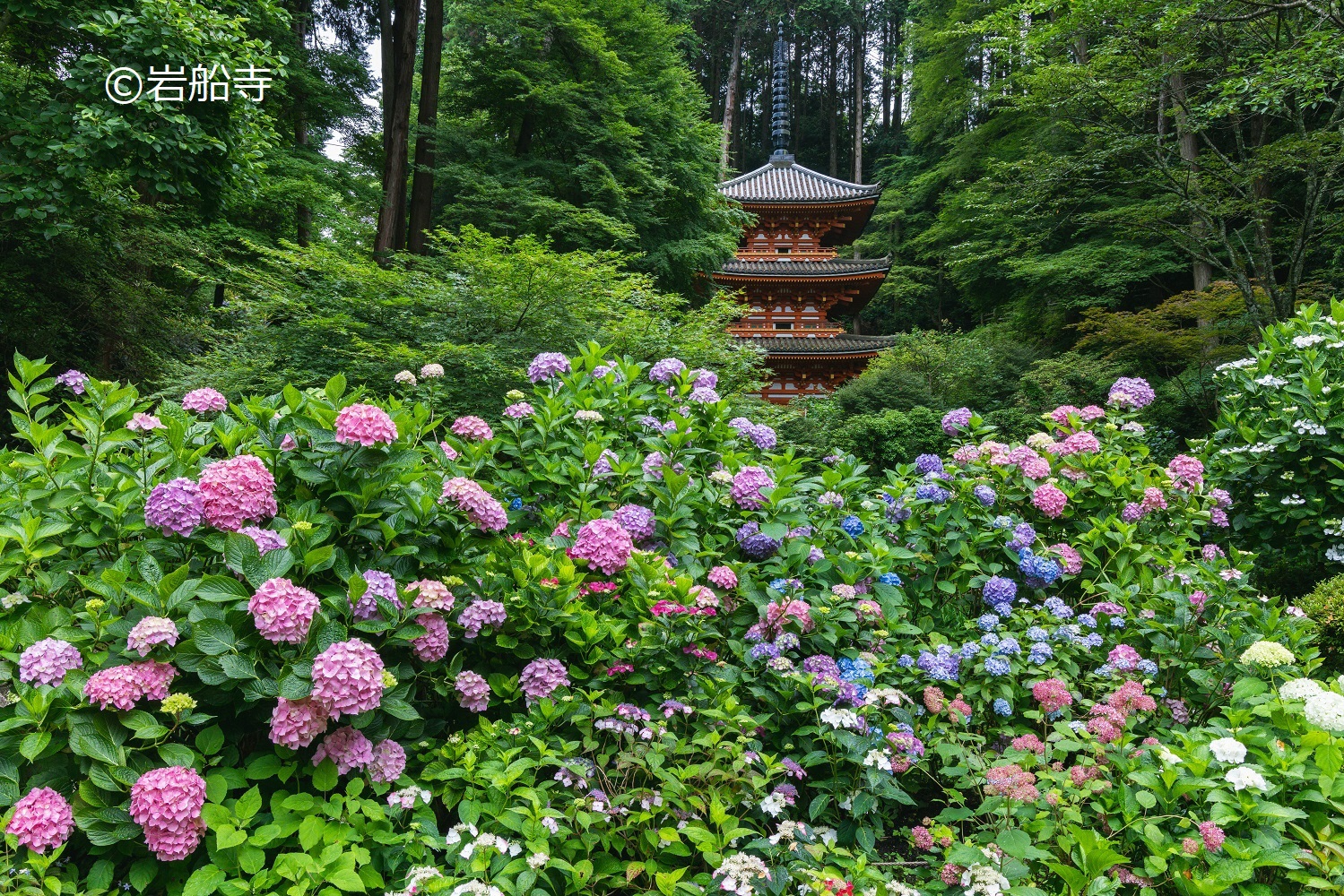 昨年の紫陽花が見頃の様子