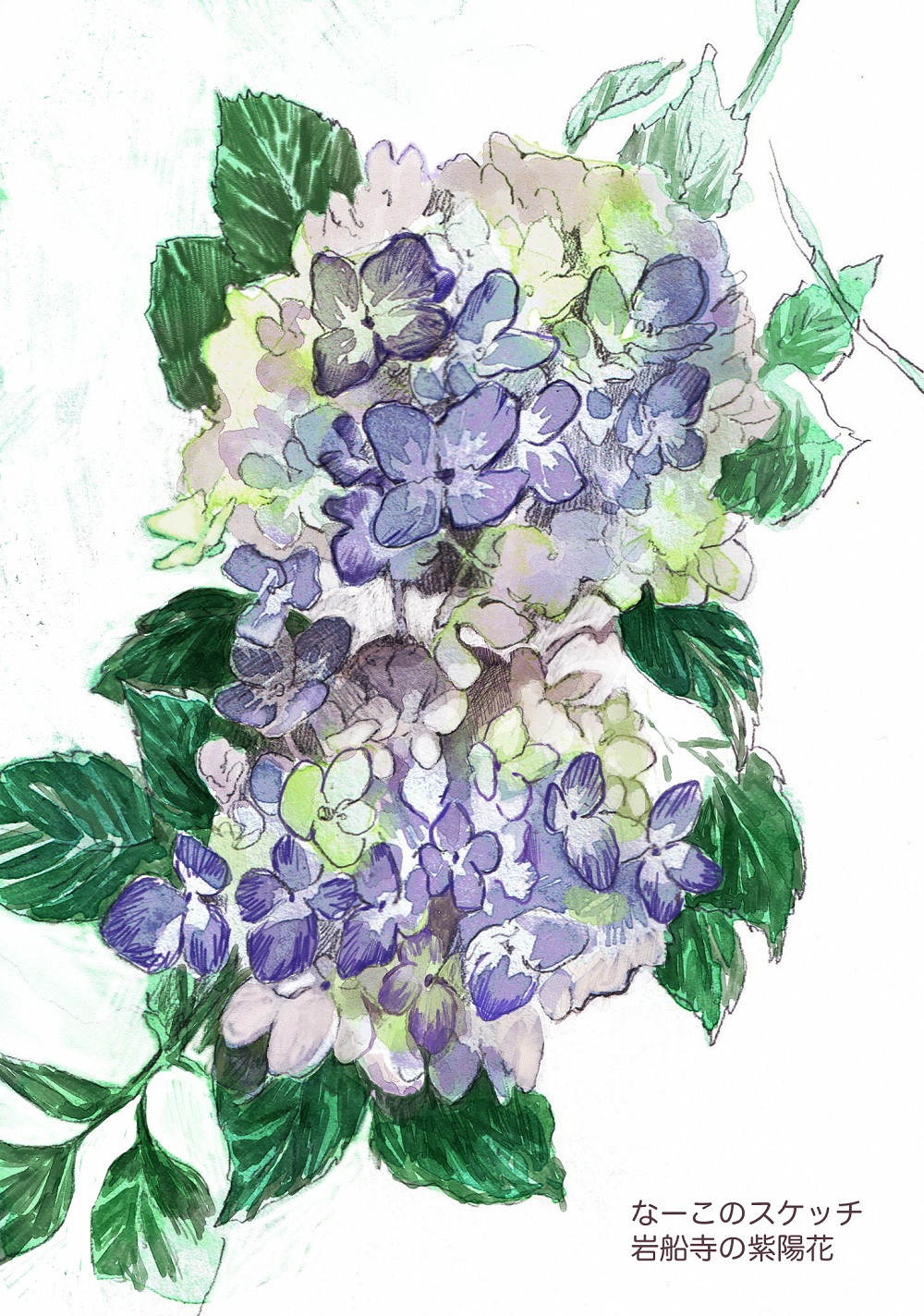 岩船寺の紫陽花のスケッチ
