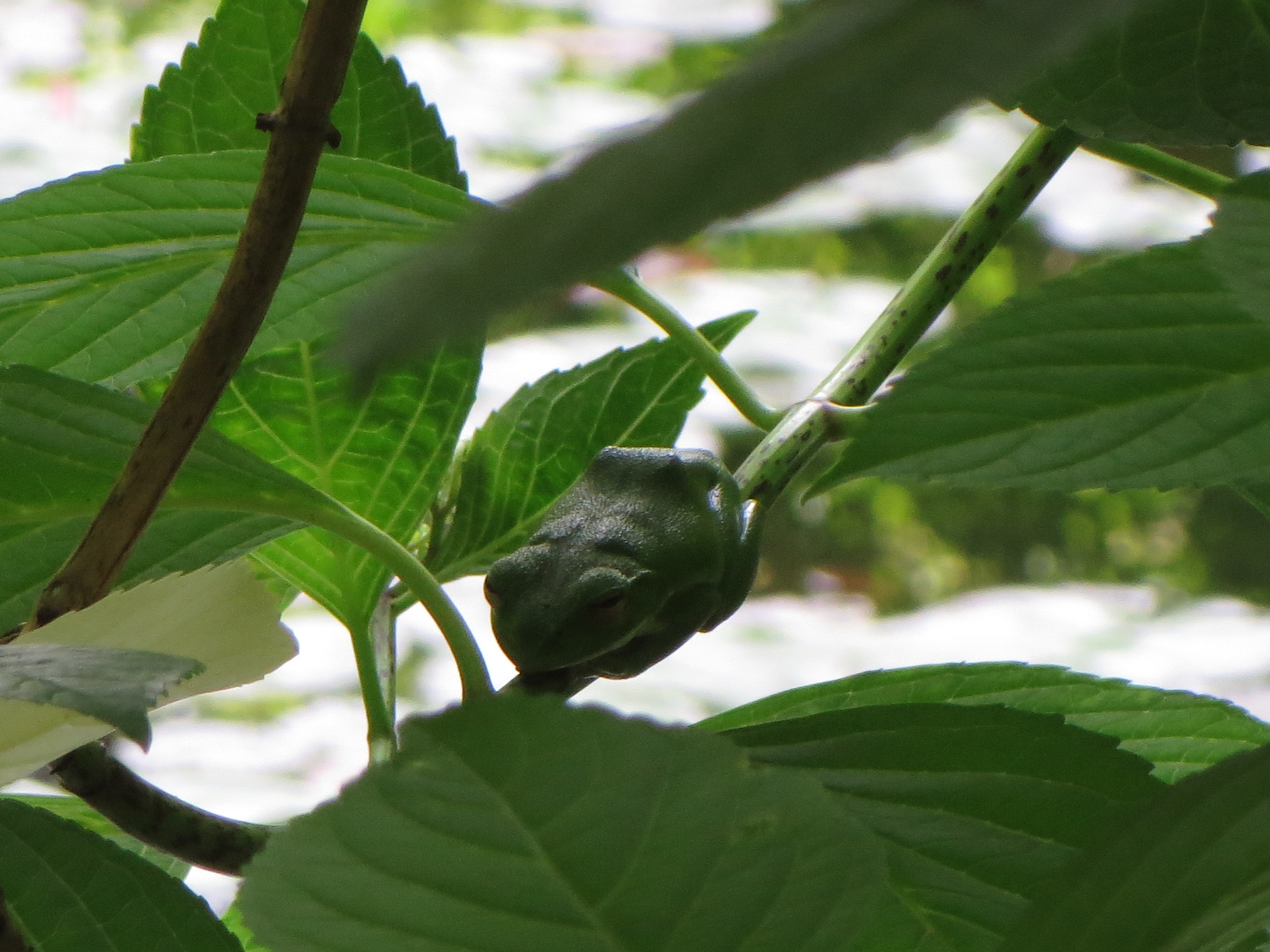 枝で眠っている蛙の写真