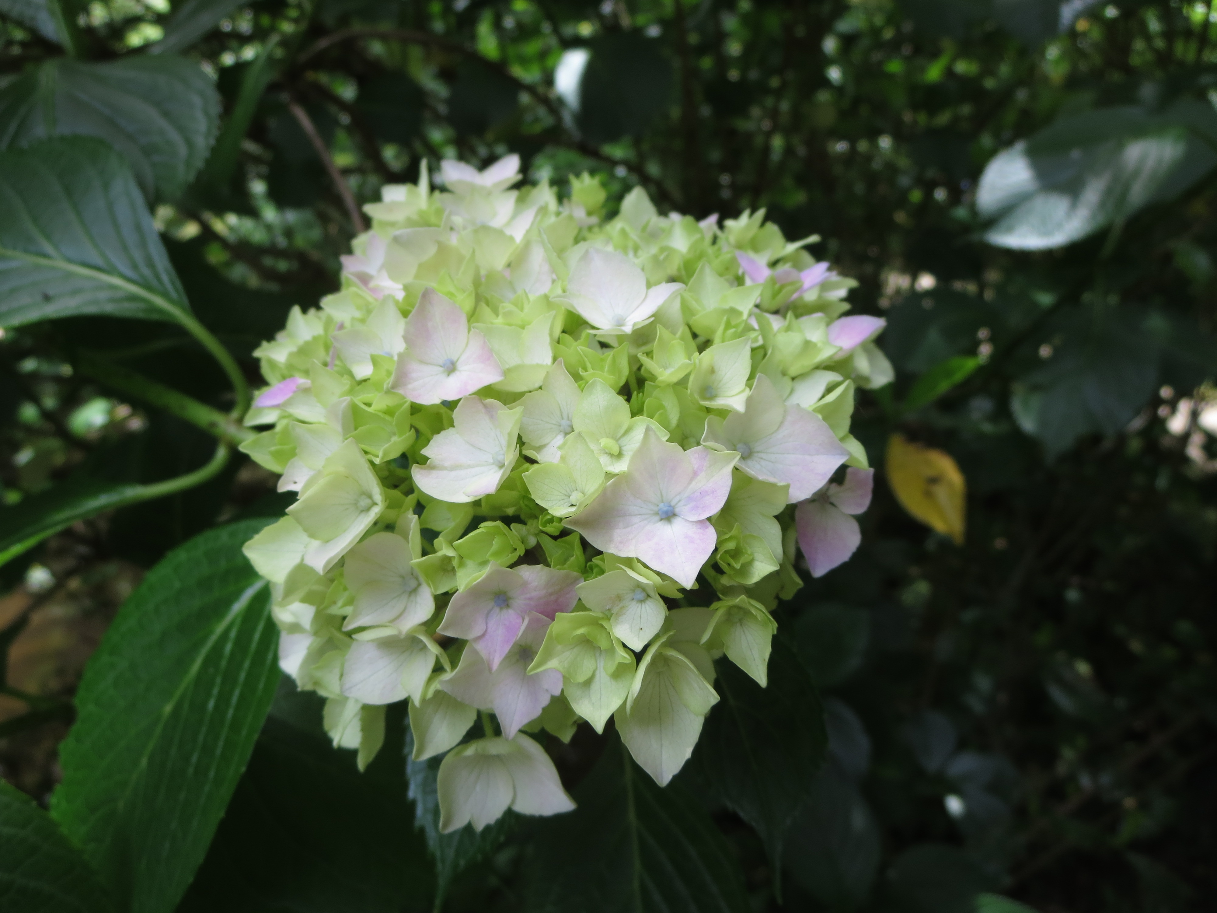 薄いピンク色の紫陽花の写真