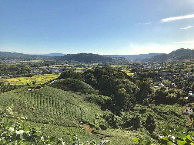 茶畑の風景写真