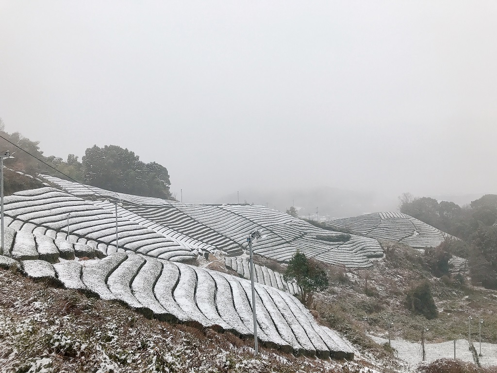 雪が積もった茶畑の風景写真