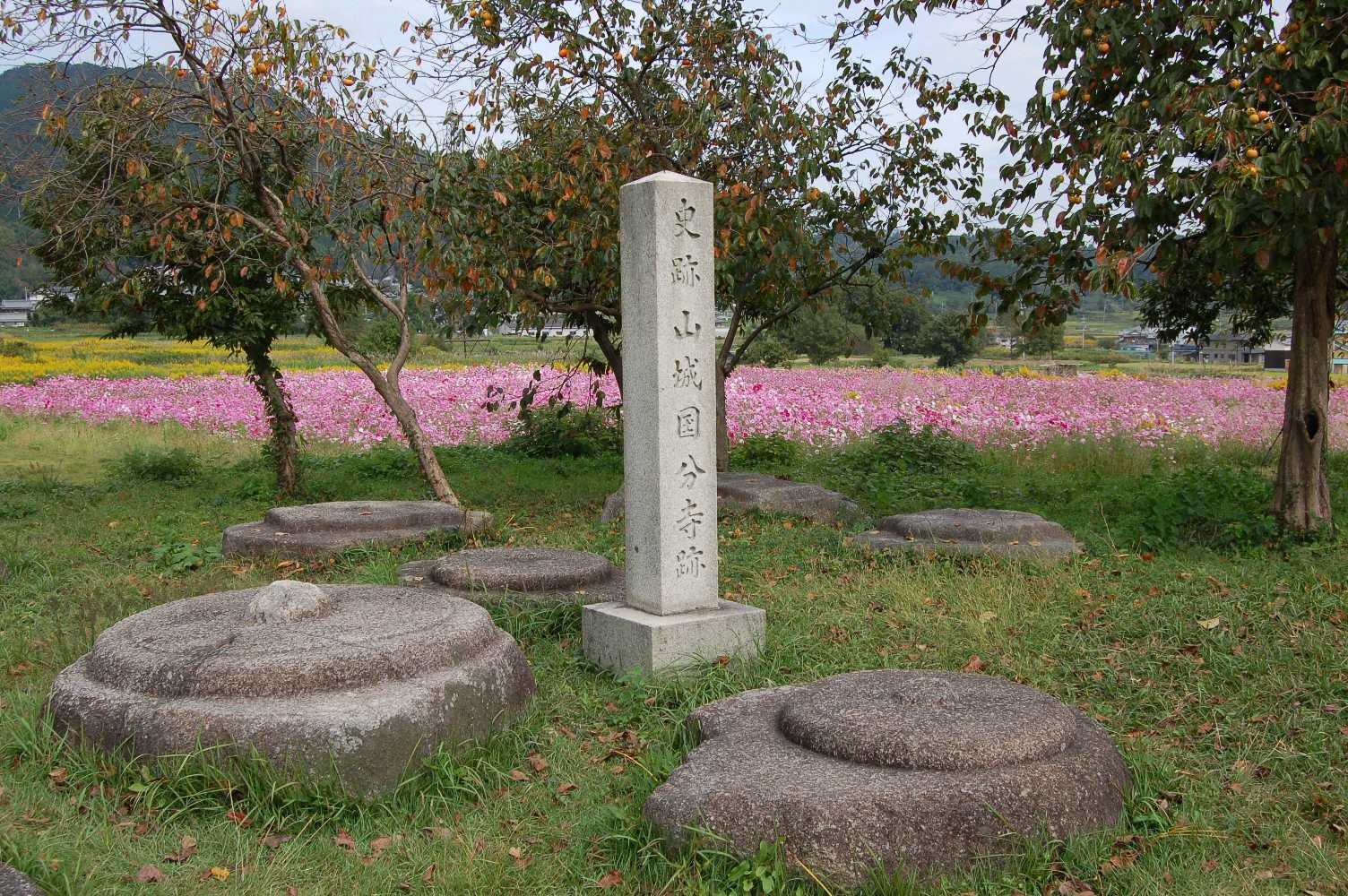 恭仁宮跡に咲いているコスモスの写真