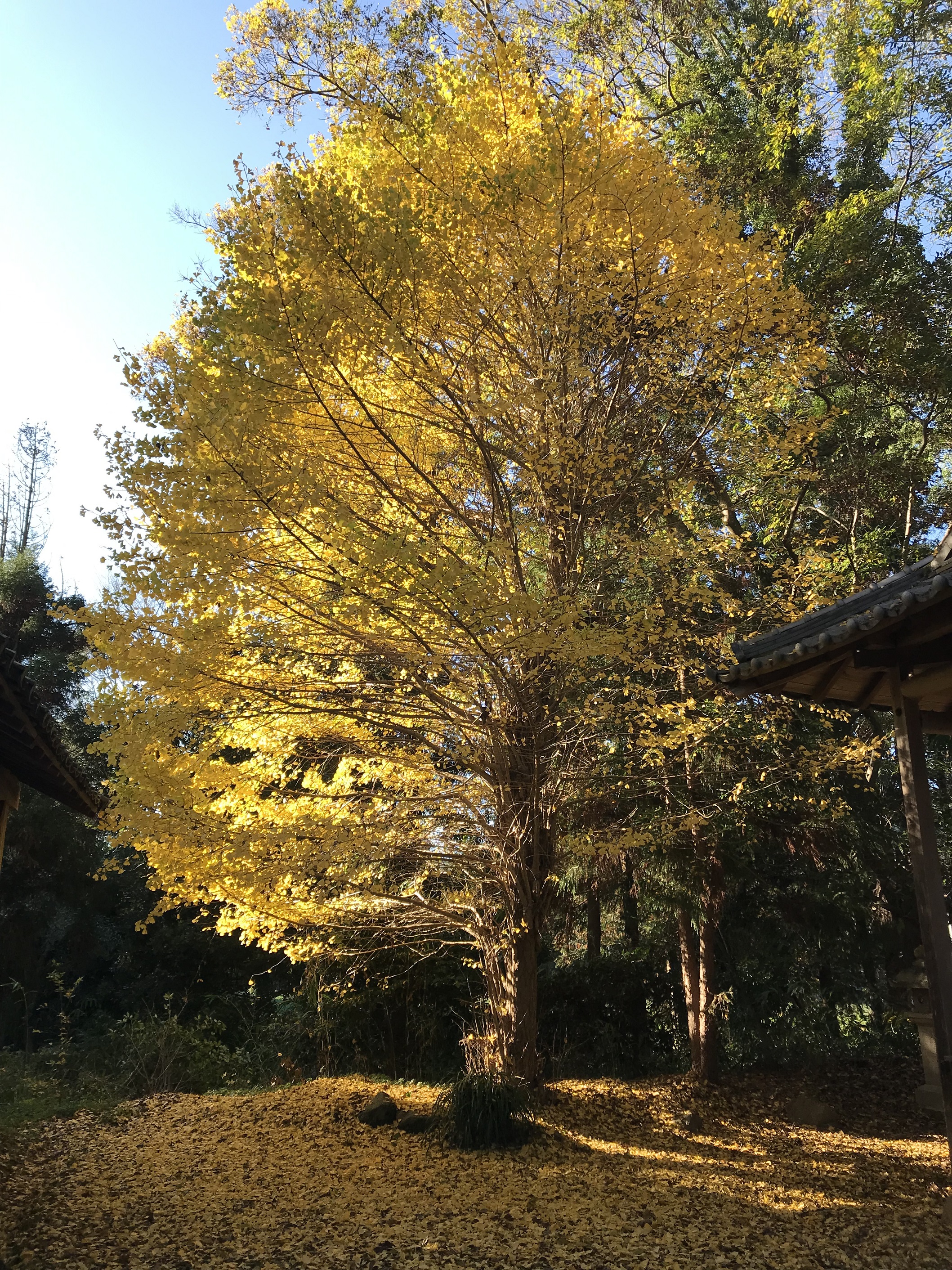 河原恵美須神社のイチョウの写真