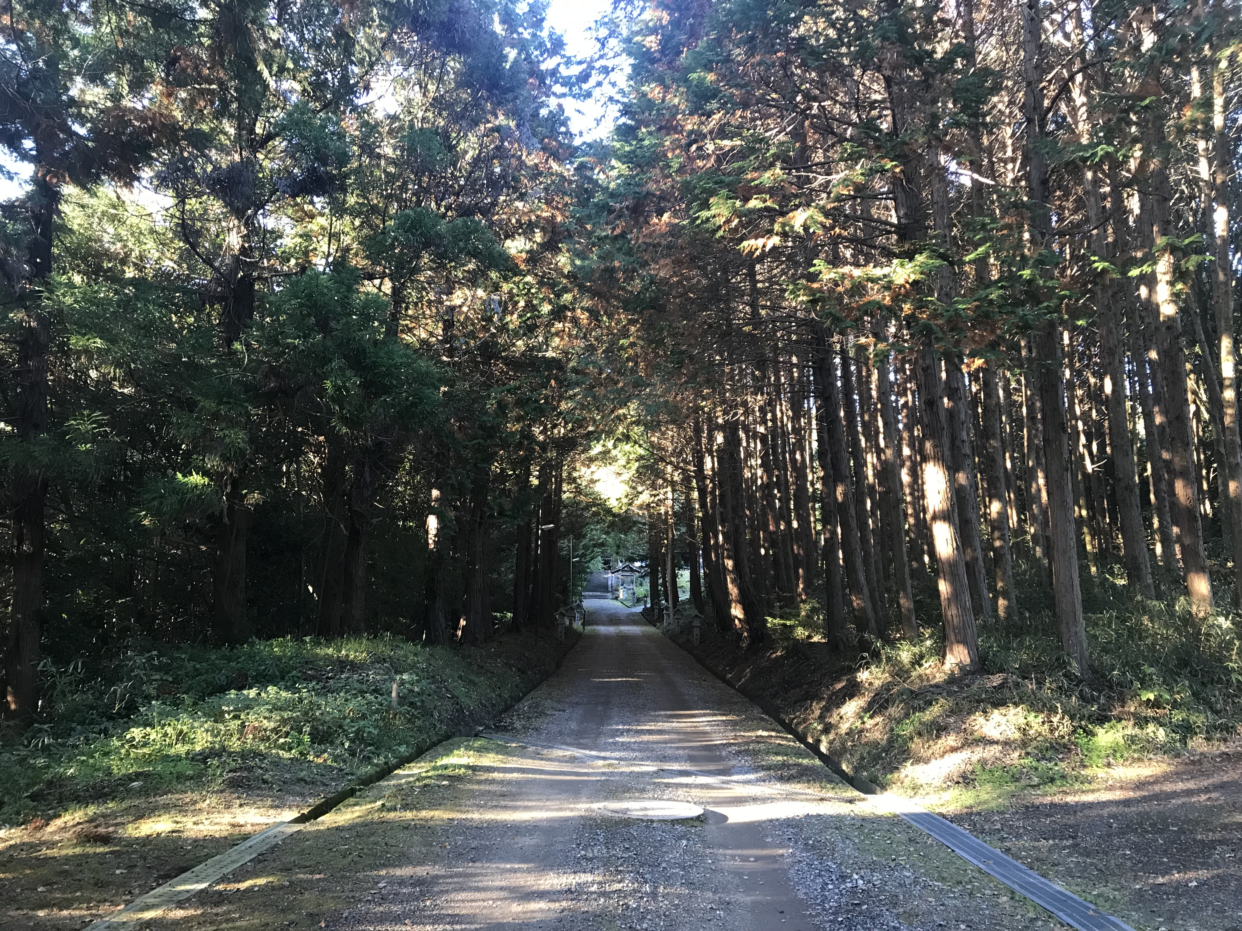 大きな木立の参道