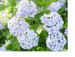 淡い紫色のあじさいの写真