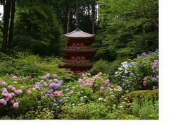 岩船寺の塔とあじさいの写真