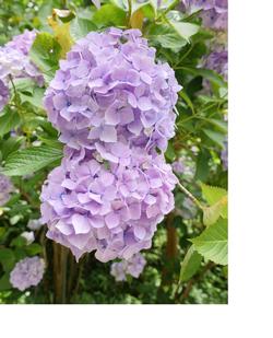 てるてる坊主型の紫色のあじさいの写真