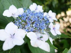 ガクアジサイの写真