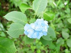 ハート型に咲いた青いあじさいの写真