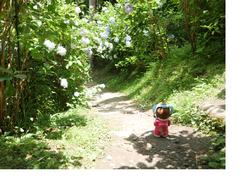 あじさいのトンネルといづみ姫の写真