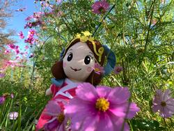 コスモスといづみ姫の写真その3