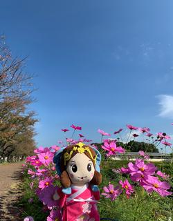 コスモスといづみ姫の写真その2