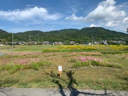 コスモス畑の遠景写真