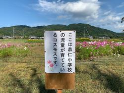 「ここは恭仁小学校の児童が育てているコスモスです」の看板の写真