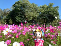 コスモスといづみ姫の写真その4