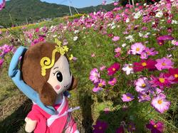 コスモスといづみ姫の写真その5