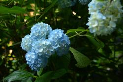 五輪のあじさいの写真