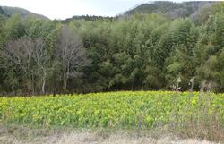 菜の花畑の写真