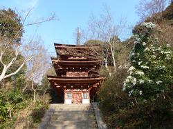 浄瑠璃寺の馬酔木の写真2