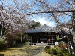 神童寺の桜の写真1
