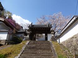 神童寺の桜の写真2