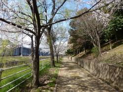 土師山公園遊歩道の桜の写真