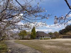 大里公園の桜の写真