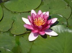 濃いピンク色の睡蓮の花の写真