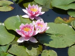 淡いピンク色の睡蓮の花の写真