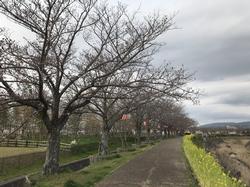 ふれあい広場の桜の写真2