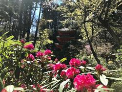 シャクナゲの写真