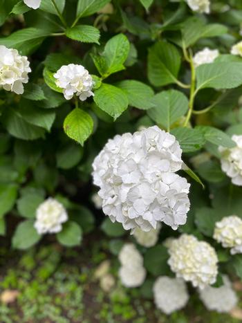 白色のアジサイの写真
