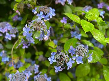 青色のアジサイの写真