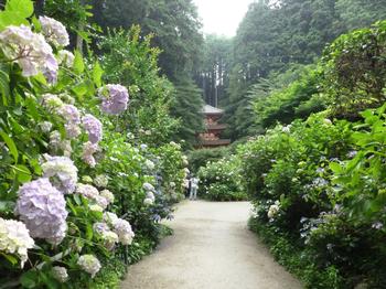 境内に咲く花の写真