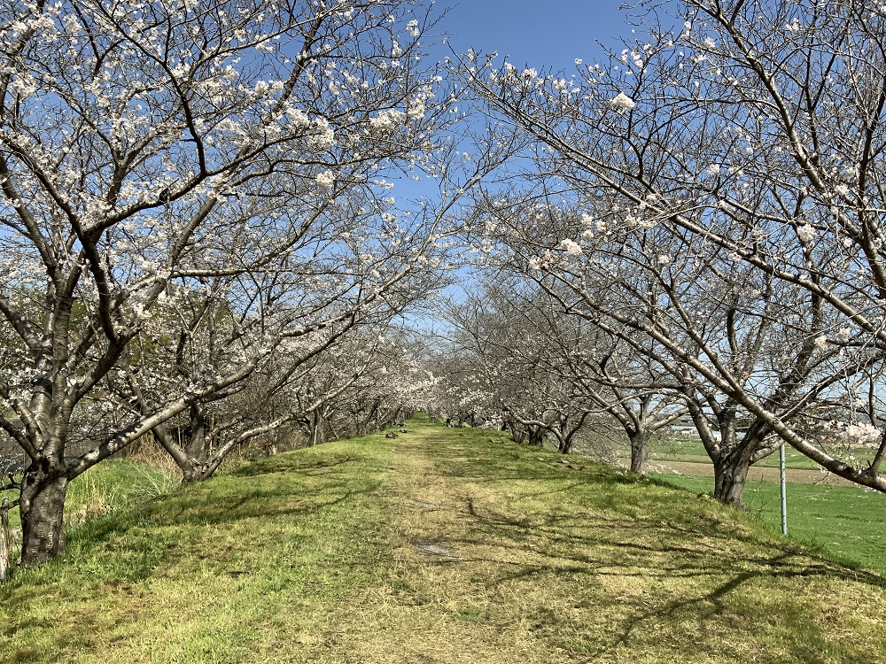 桜のトンネルの写真