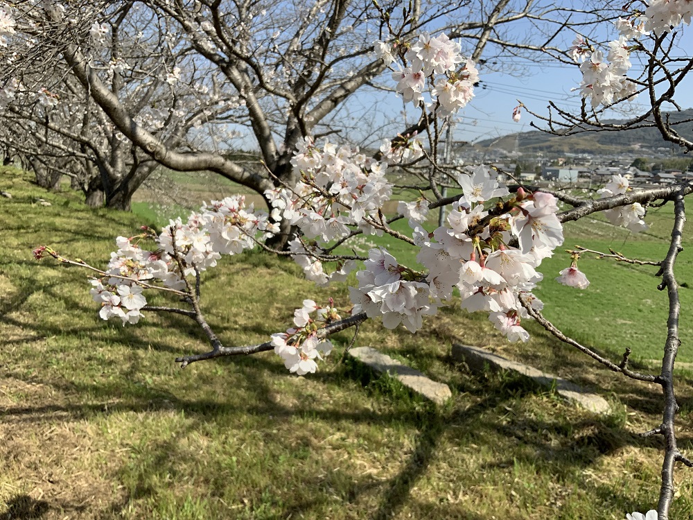 天神川沿いの桜の写真1