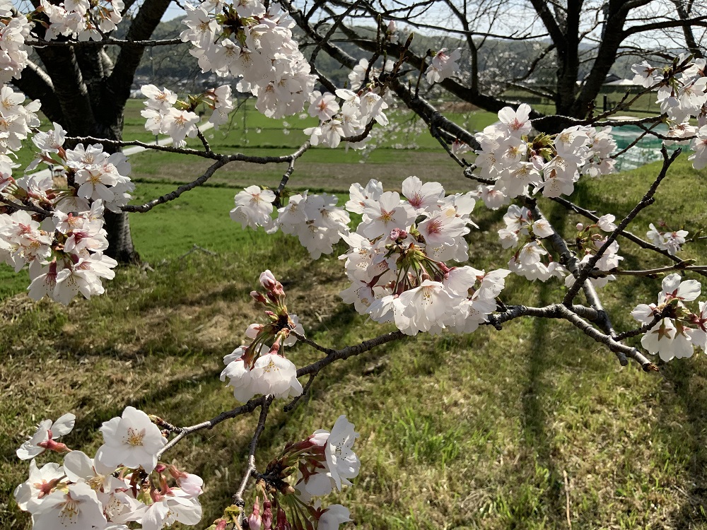 天神川沿いの桜の写真2