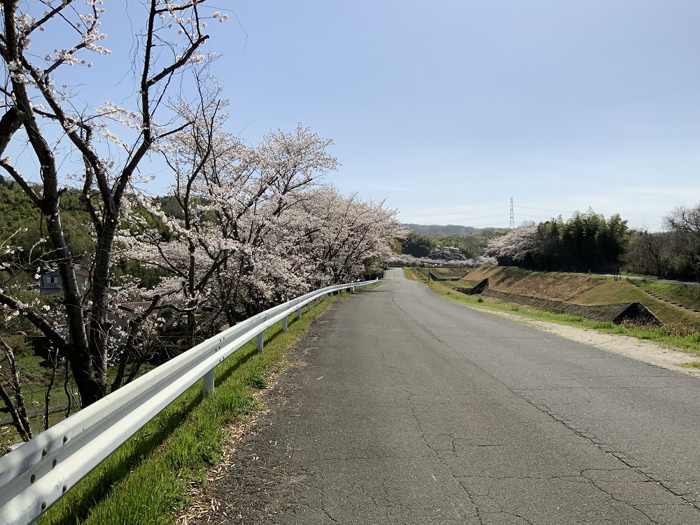 不動川公園の桜の写真1