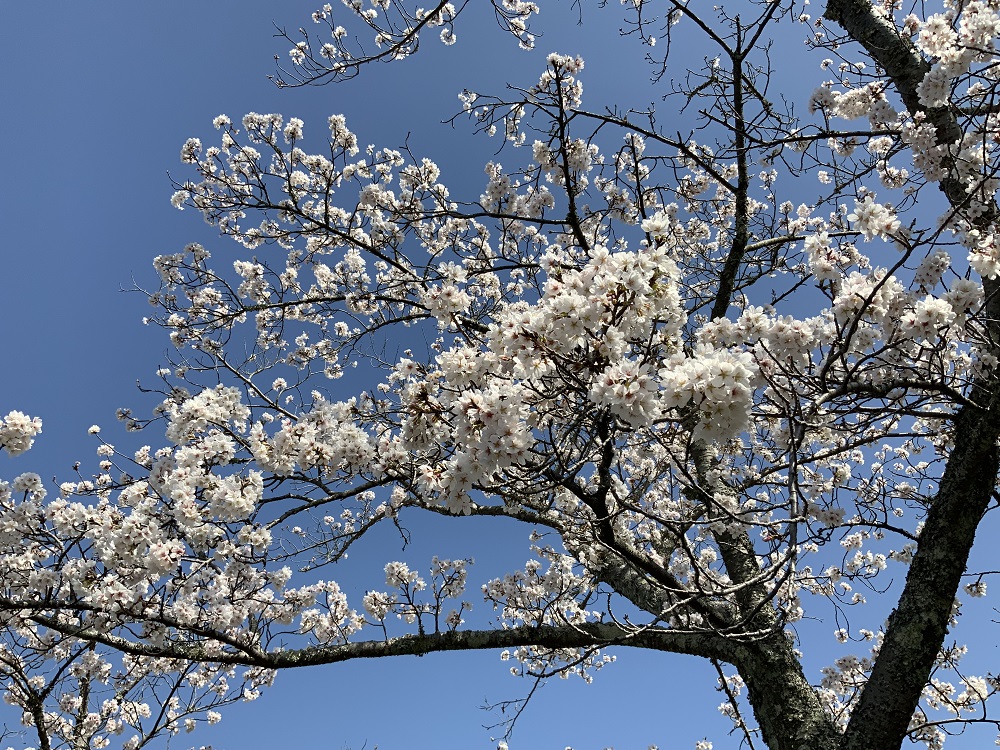 不動川公園の桜の写真3
